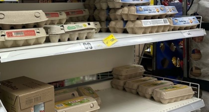 Зимой собираю яичные лотки: вот для чего они пригодятся весной на даче — без всяких премудростей легко и просто