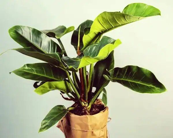   :       