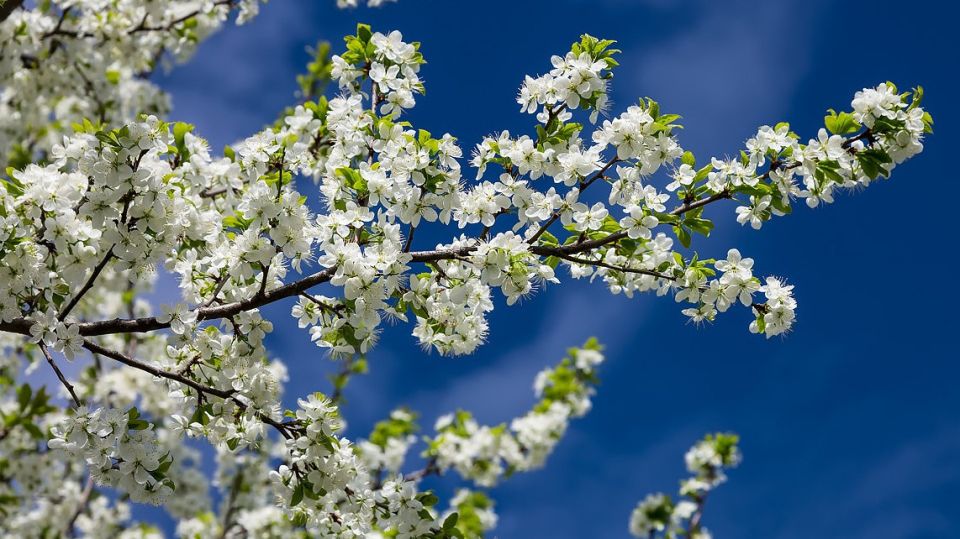 Как наладить уход за вишней весной: секреты успешного садовода