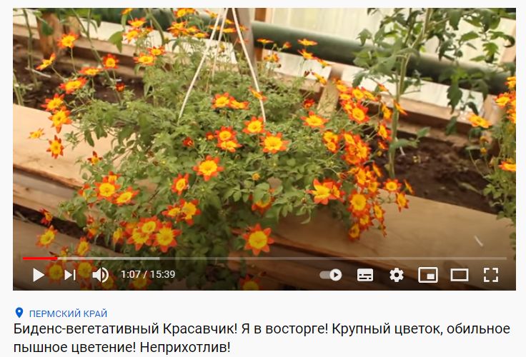 Погружение в таинственный мир вегетативных цветов