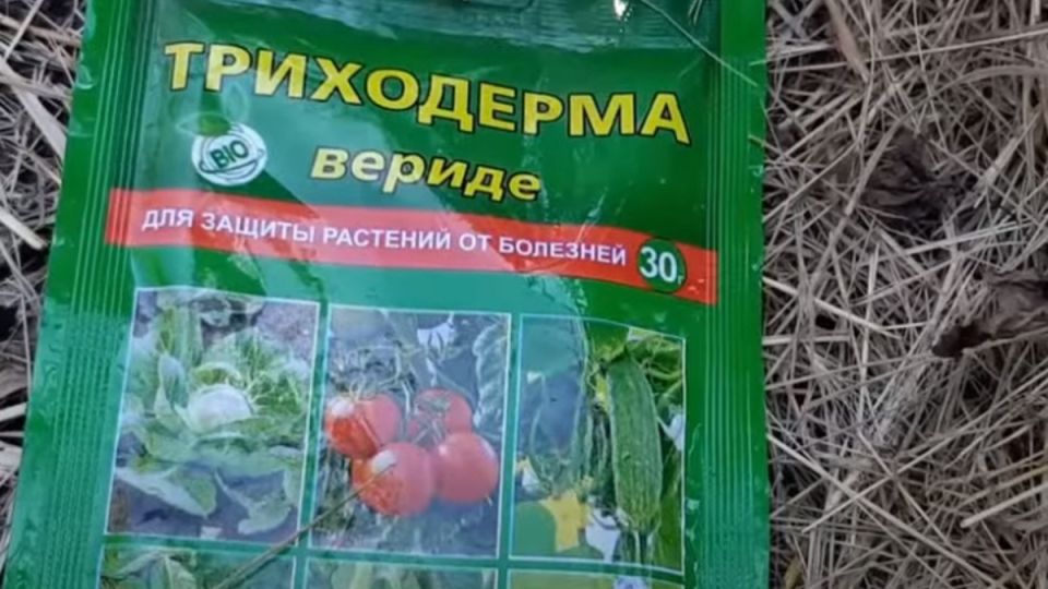 Триходерма: природный активист для здоровья растений