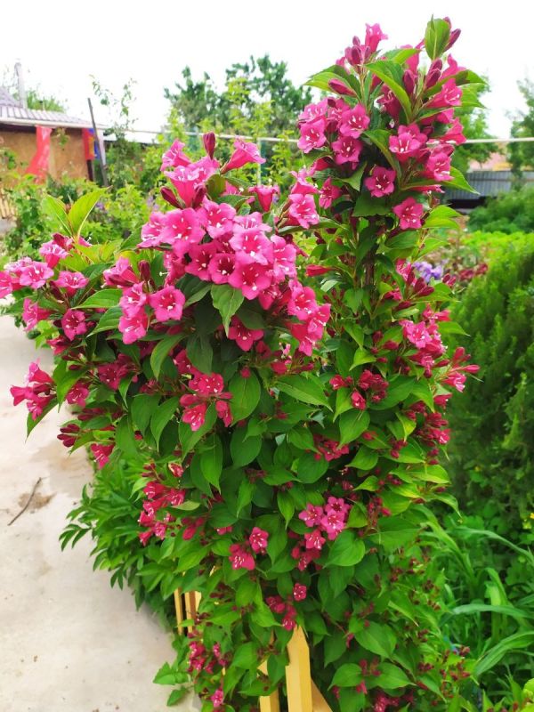 Сад, который зацветет уже в этом сезоне: быстрорастущие растения для нетерпеливых дачников