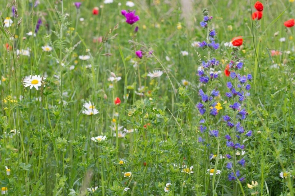 Как создать идеальный газон без стрижки: альтернативные растения для вашего сада