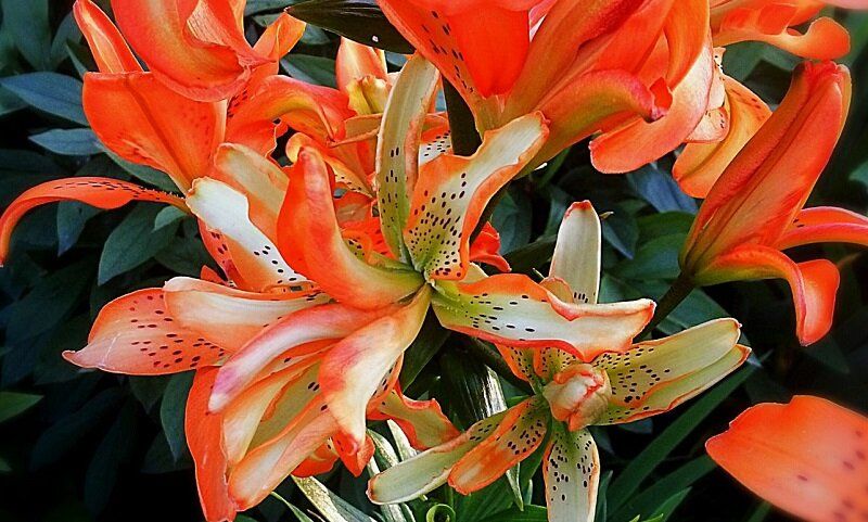 Лилии из Азии: выберите красоту для своего сада