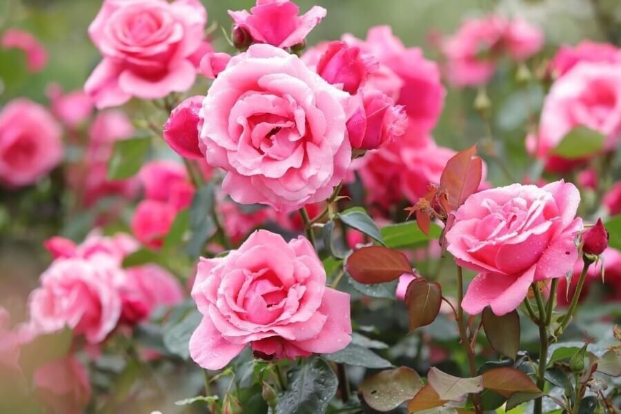 Эффективные секреты подкормки роз в жаркие месяцы