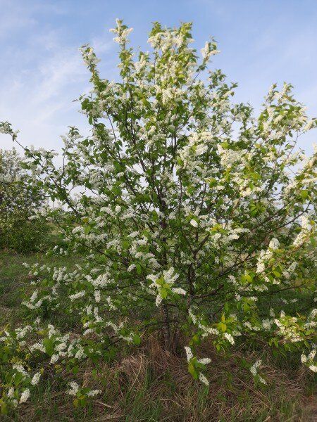 Как черемуховые холода становятся настоящей проверкой для дачников