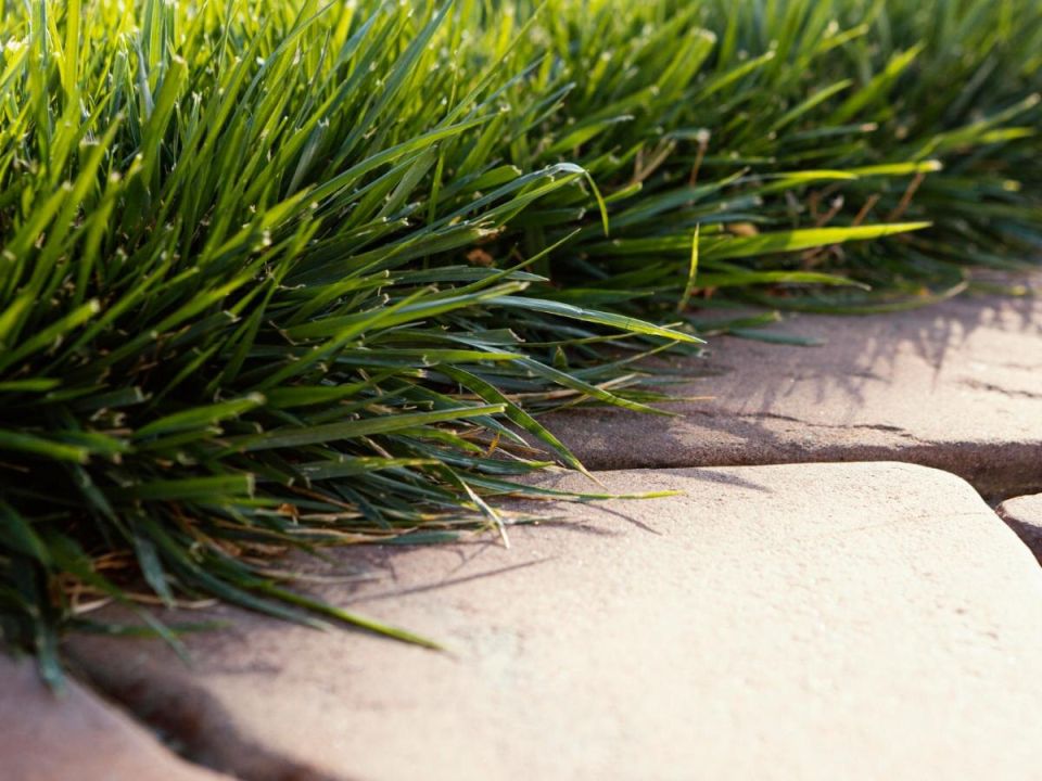 Как преобразить газон в зеленый оазис: простые шаги к экологичному саду