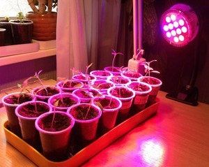 Как лампы «Фитосвет» помогают рассадам достигать новых высот