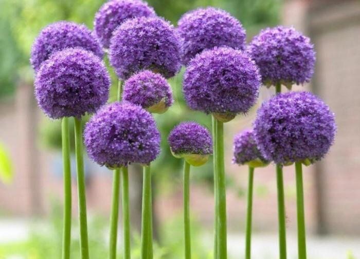 Аллиумы: Удивительное украшение вашего сада без лишних забот