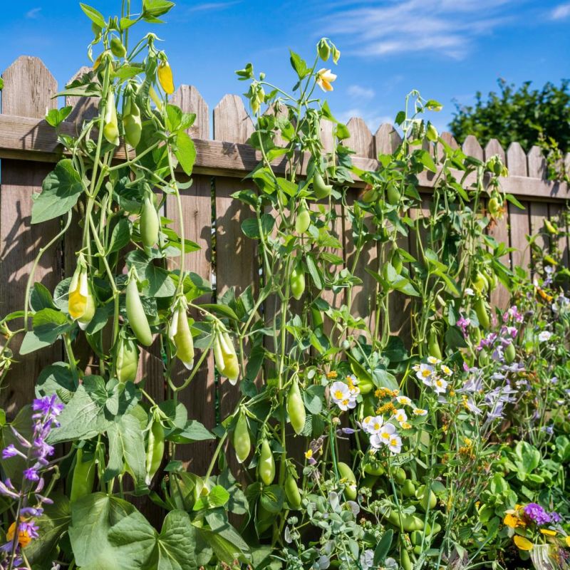 Горох для ленивых: 5 неприхотливых сортов, которые порадуют даже новичков