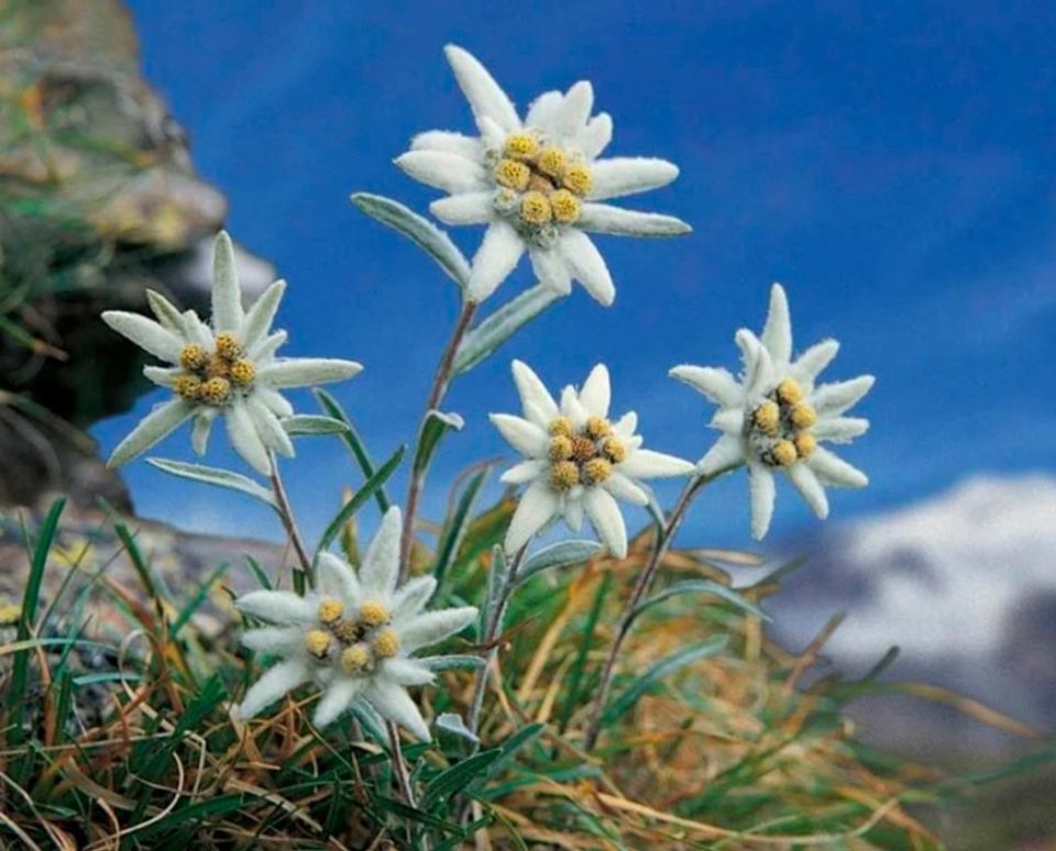 Эдельвейс: как вырастить этот удивительный символ высоты в своем саду