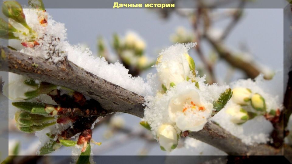 Защита растений от холодов: советы для эффективной борьбы с заморозками