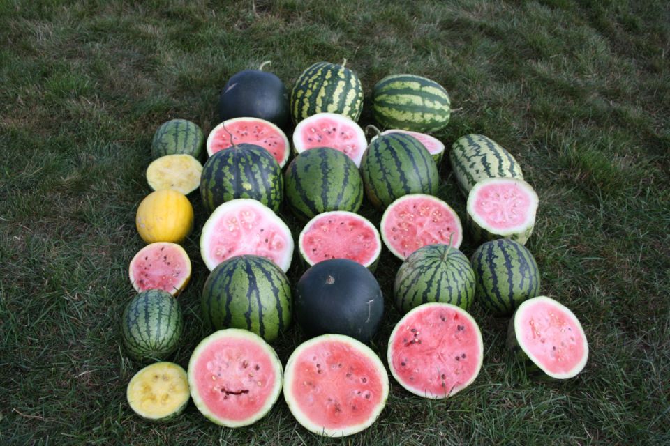 Как ухаживать за арбузами и дынями в августе: секреты успешного урожая