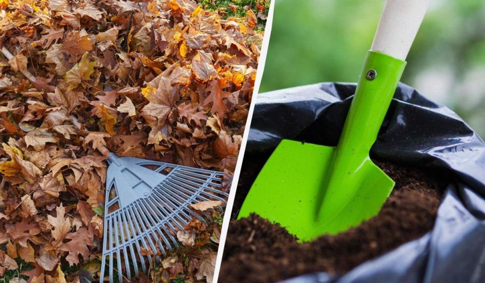 Секреты опытных дачников: как превращать опавшие листья в ценное удобрение