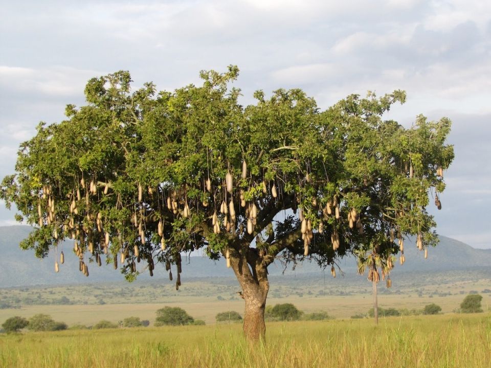 Колбасное дерево: тропическая загадка, которая удивляет мир