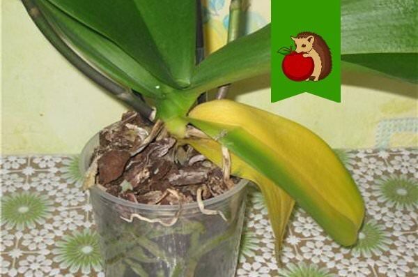 ������� ���������� ������� �������: �������� �������