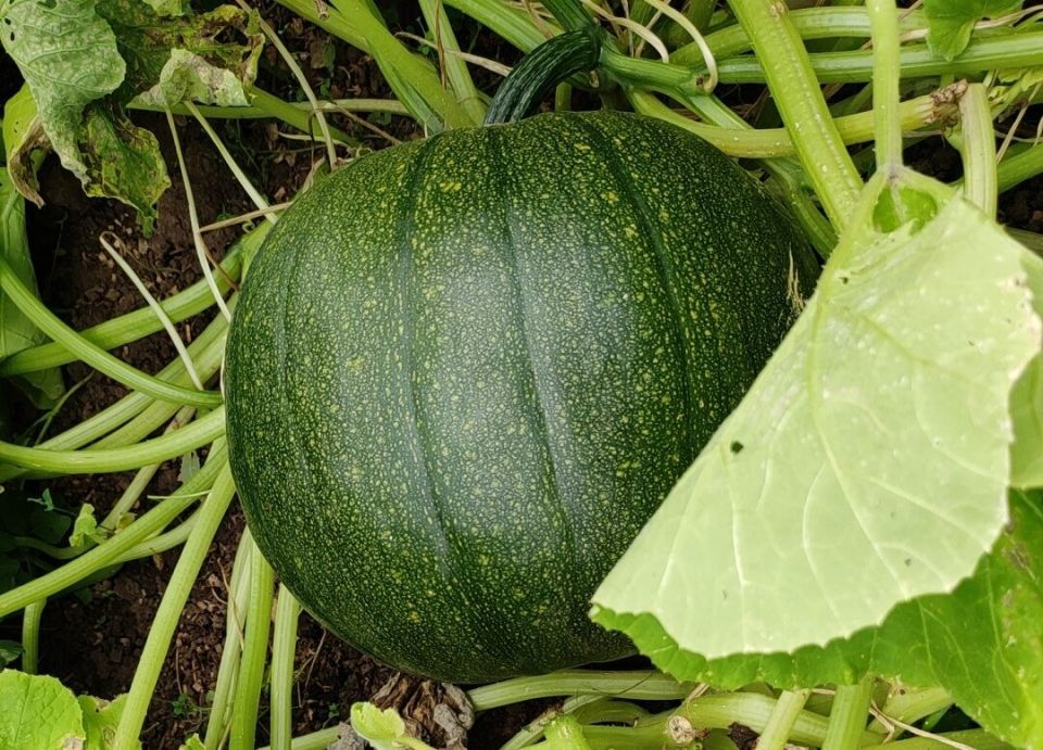 ��������� �� �������: ��� �����, ���� � �������� ����������� ������