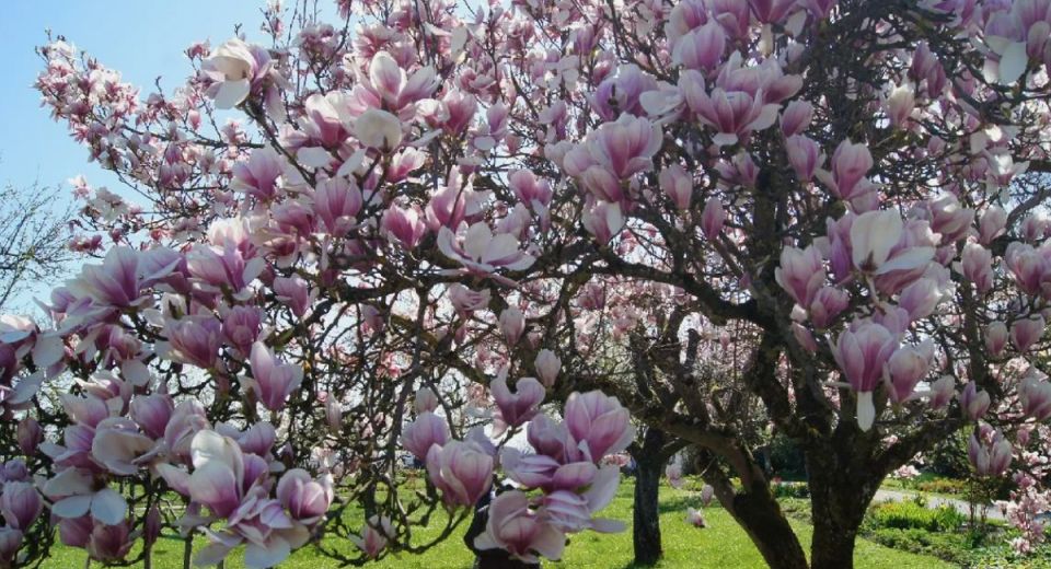 Почему стоит прощаться с определёнными кустарниками в вашем саду