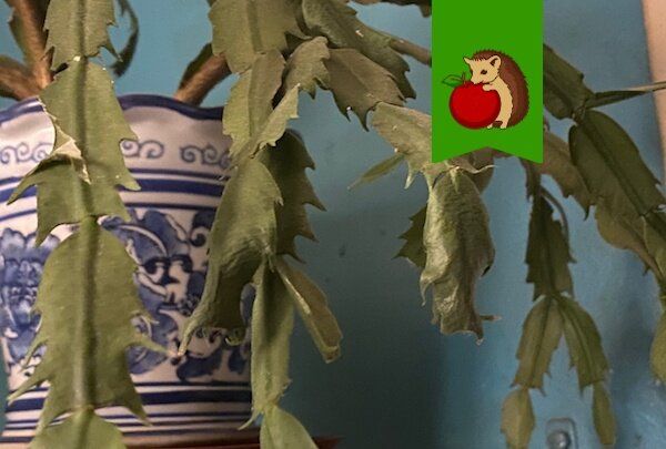 ��� ������ ���������: ������ �� ����� �� �������, ������� �����