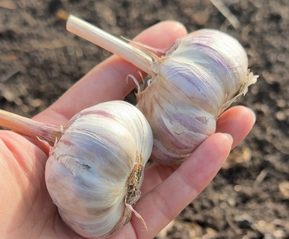 Как сохранить чеснок свежим и ароматным на протяжении всего года: несколько секретов