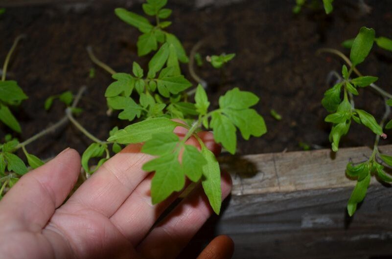 ������ ������ �� ������ ����� ��� ������ ������� �� �������?