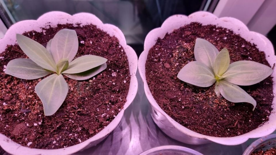 Как вырастить эустому за рекордные два месяца: два простых секрета