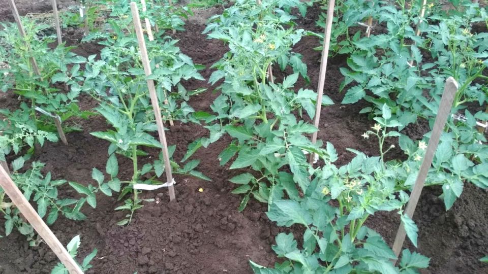 ��� ������� ��� ������ ����: ������ �������� �������