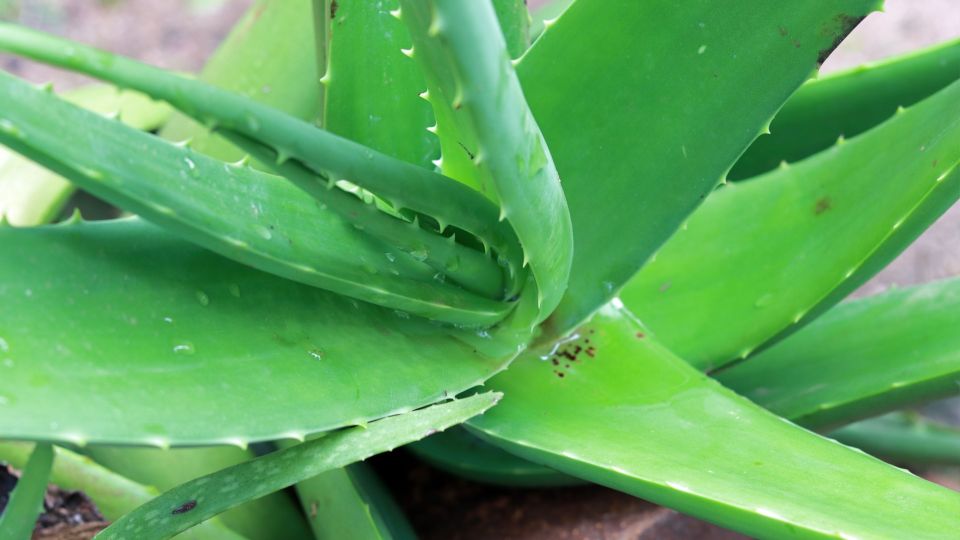 ������� ���� ������ ���� ���� �� �����: ������ ������� ����� ��������