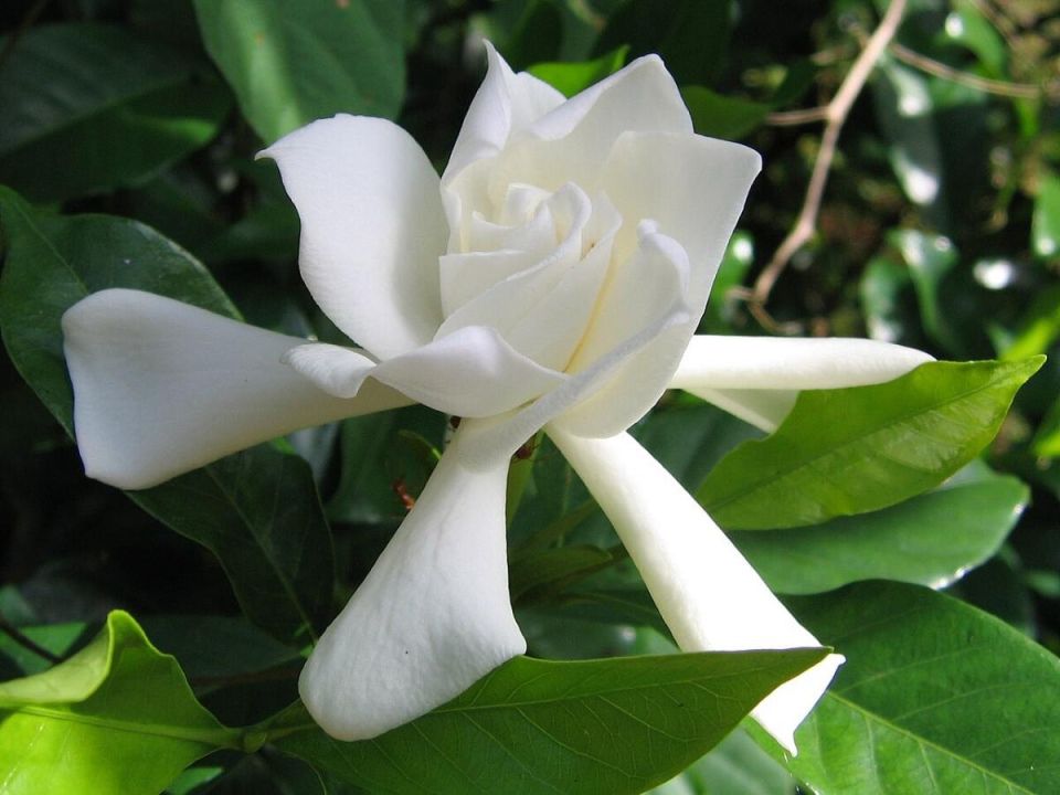 Как вырастить невероятную гардению: секреты ухода для цветущего счастья