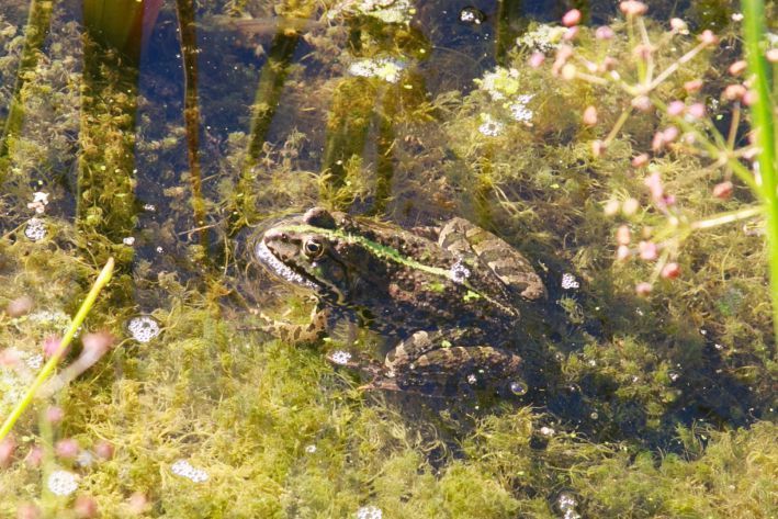 ��� ���������� �� ������� �� �����: ������ ��� ���, ��� ����� ����������� ����� �����������