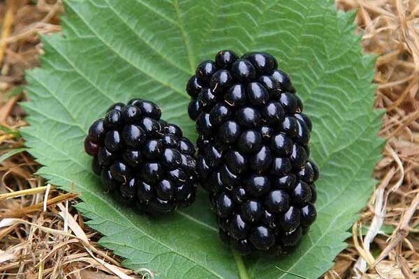 ���������� ������� ��������: ��� ������ � �����������