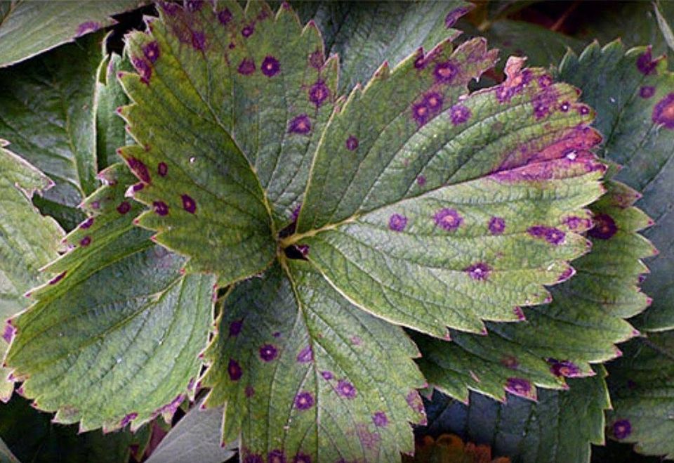 ���������� ���� �� �������� �������� �� ����� �����������