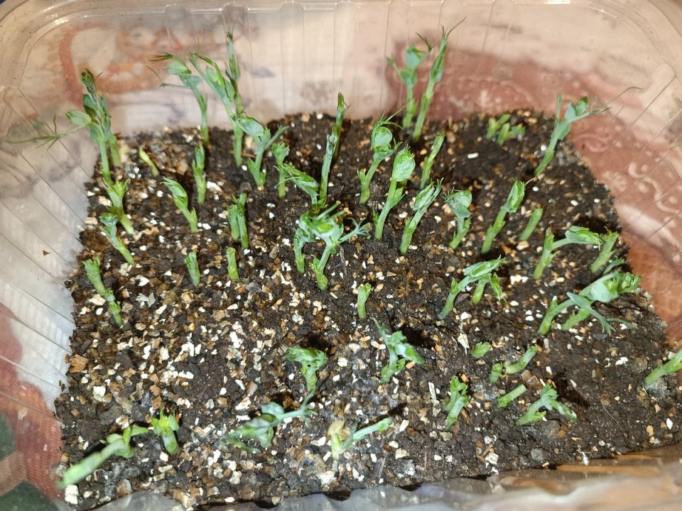 ��� ��������� ������ �� �����������: ������� ��������� ������� � ��������