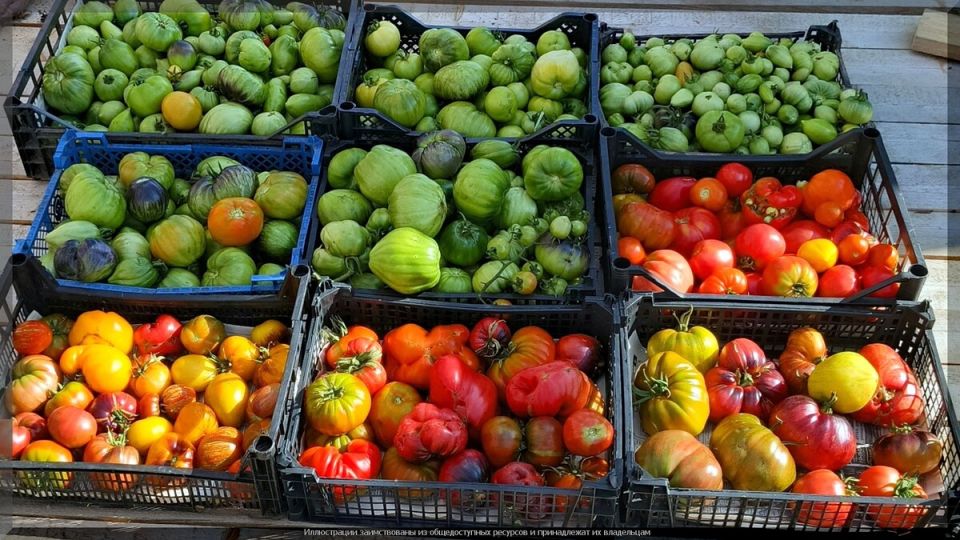 ������ ��� ������ �������� �������: ��� ������� � 2026 ����