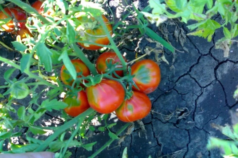 ������� ������������ ����� ��������� ��� ������ � 2026 ����