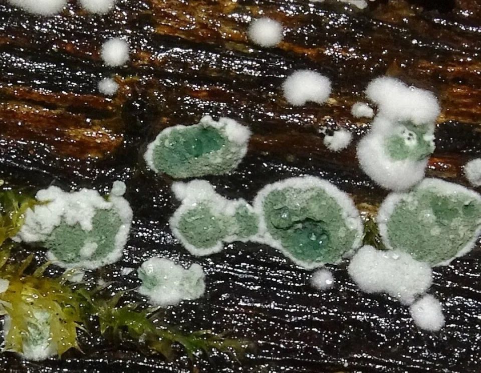 ����������: ������� ������ � ������ ������ �������