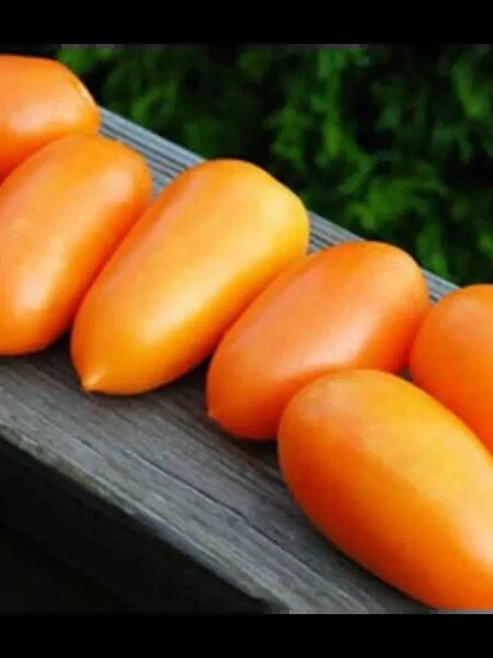 ����� "����� ���������": ����� �����, ������� �������� ������ �����������