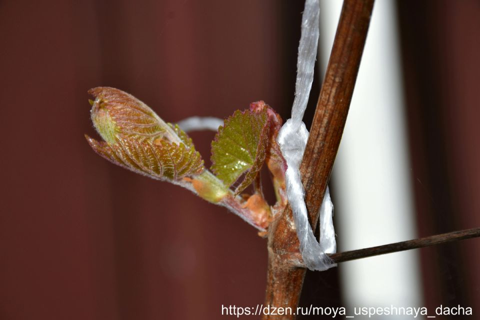 Весенние секреты ухода за виноградом: шаги к щедрому урожаю