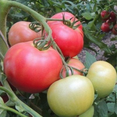 ����� ��������: ������� ������ ��� ������ �������