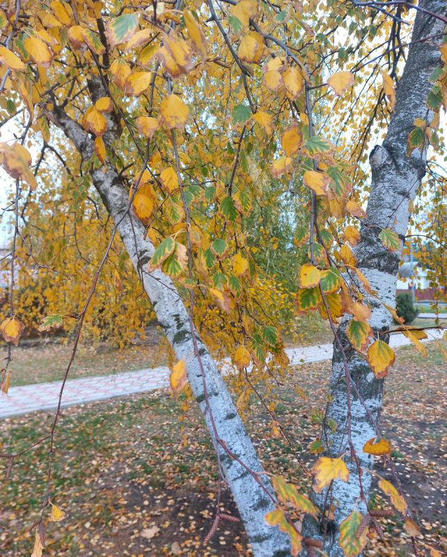 ��� ����������� ������� ���� ��� �������: ������� � ������� ����