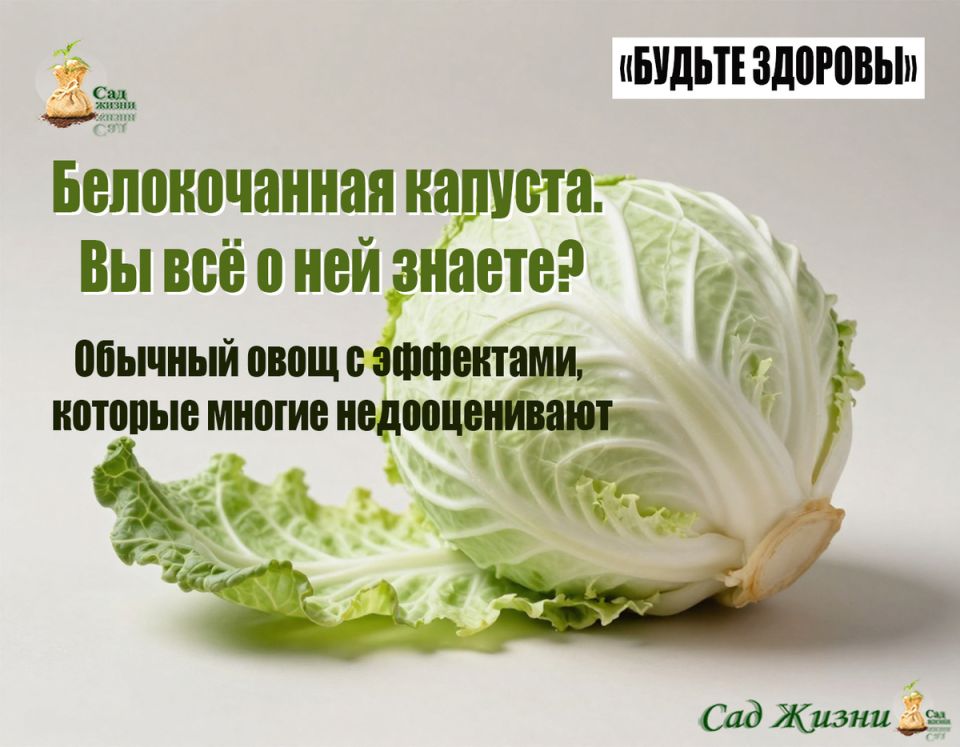 Тайны белокочанной капусты: что скрывает этот обыденный овощ?