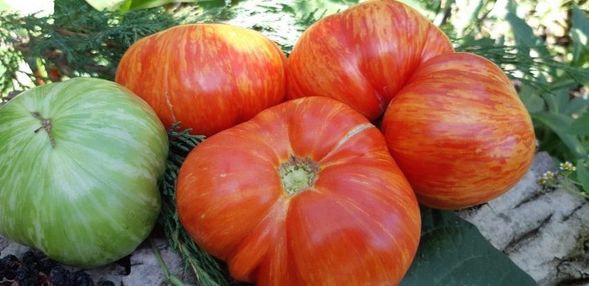 Томат восход джаза: как вырастить экзотический урожай на своем участке