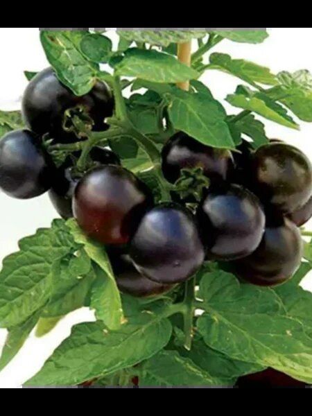 ����� ����� ����: ���������� ��������� ���� � ������ �������� ������