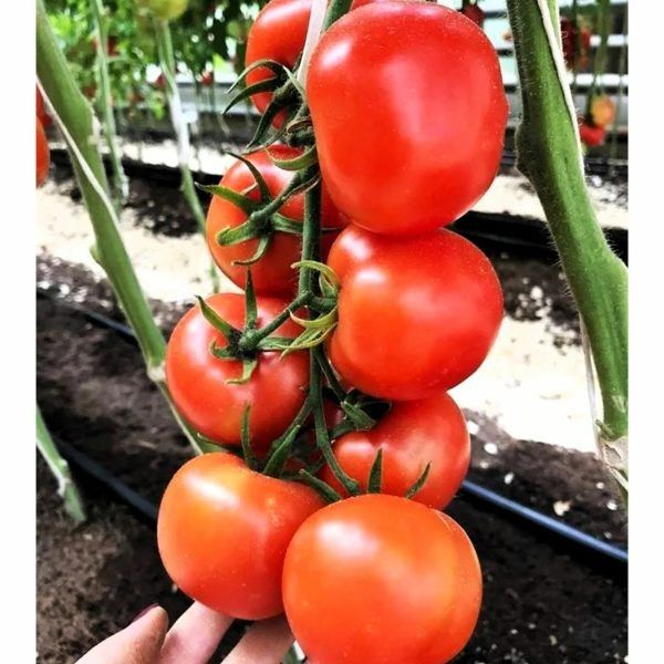 ����� ���� ���������: ����� ������ � ������� � ������� ���������