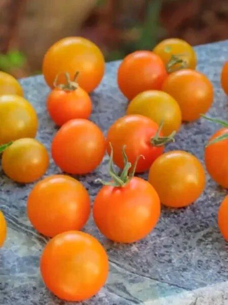 Томат Золотой Алатау: урожай солнца с уникальным характером