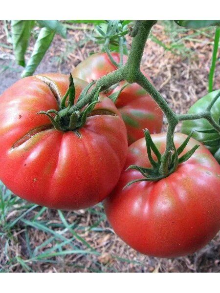 Томат Канары: солнечный универсал для теплиц и грядок