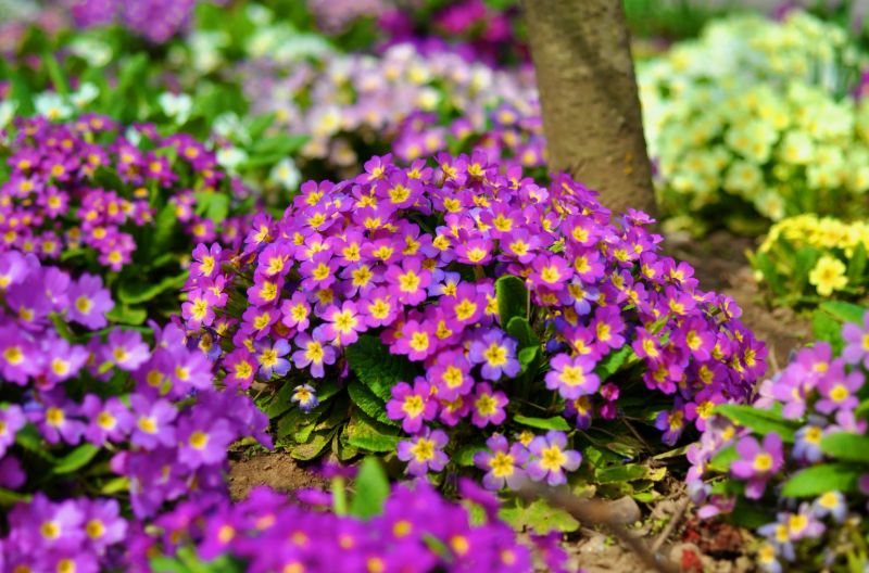 "Обязательный уход за примулой после схода снега" — спокойное объяснение Verdant весны