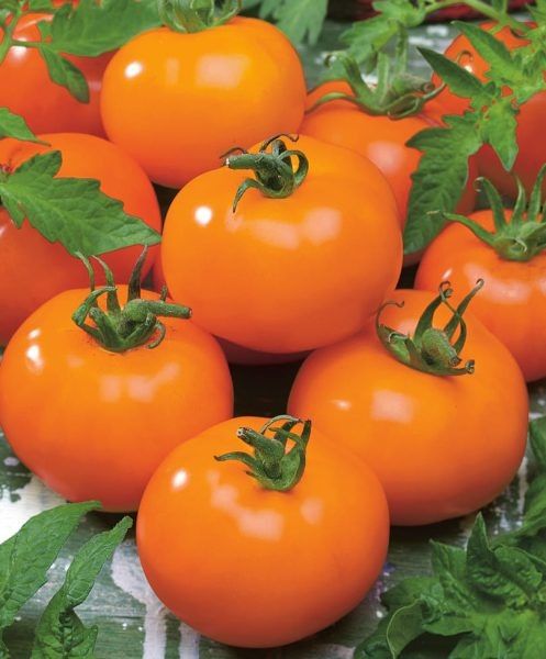 Томат Ассоль: спокойное объяснение особенностей и ухода за непрерывным урожаем