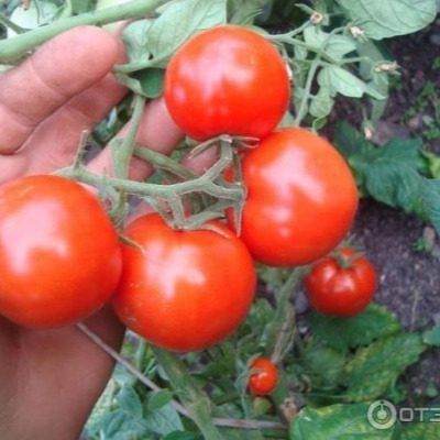 ����� ��������: ��������� ����� ��� ���������� ������� � ��������� ������