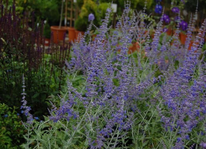 Шалфей: уникальный зеленый помощник в вашем саду